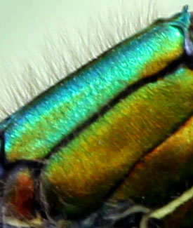 Photo: Closeup of Banded Demoiselle (Abigail Pedlow/BRERC)